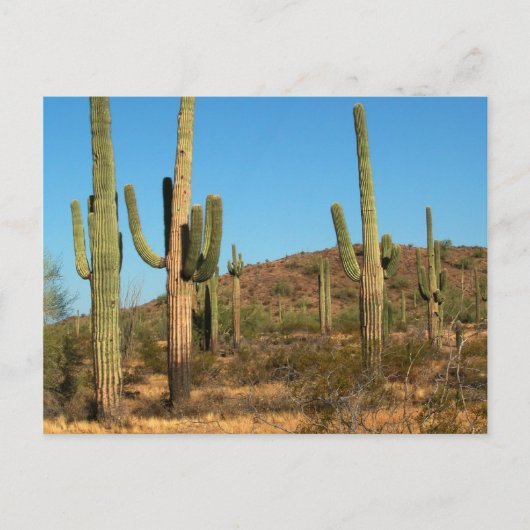 Saguaro cactus briefkaart (Voorkant)