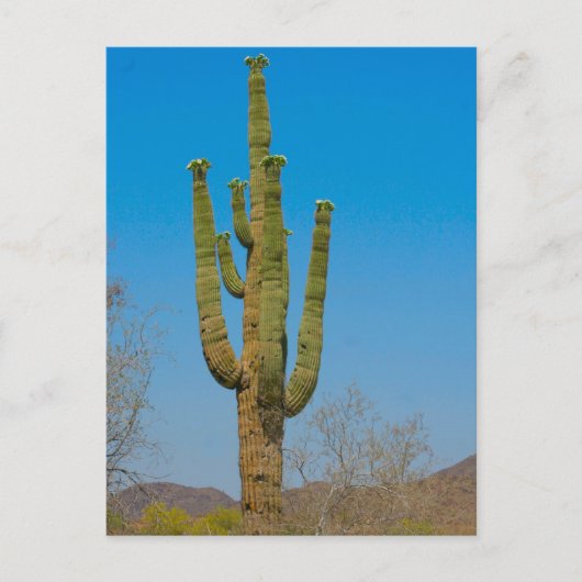Saguaro Cactus Briefkaart (Voorkant)