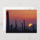 Saguaro Cactus Carnegiea gigantea), Sunset, Briefkaart (Voorkant / Achterkant)
