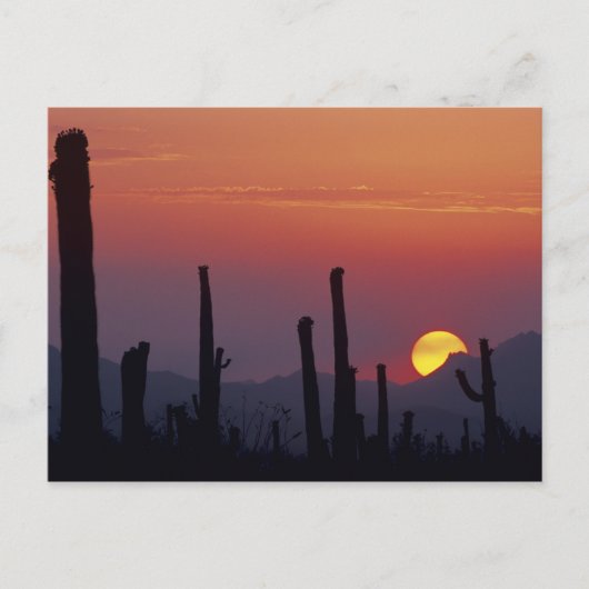 Saguaro Cactus Carnegiea gigantea), Sunset, Briefkaart (Voorkant)