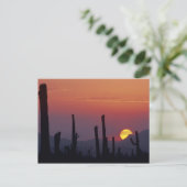 Saguaro Cactus Carnegiea gigantea), Sunset, Briefkaart (Staand voorkant)