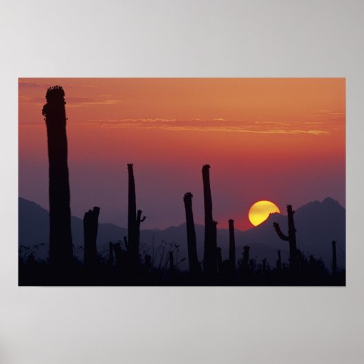 Saguaro Cactus Carnegiea gigantea), Sunset, Poster (Voorkant)