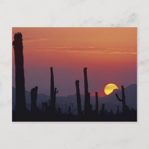 Saguaro Cactus Carnegiea gigantea), Zonsondergang, Briefkaart