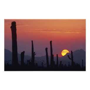 Saguaro Cactus Carnegiea gigantea), Zonsondergang, Foto Afdruk