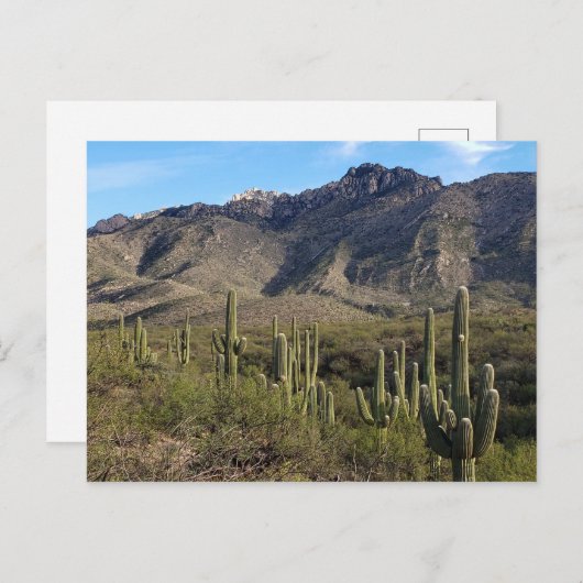 Saguaro Cactus en Catalina Mountains, Tucson AZ Briefkaart (Voorkant / Achterkant)