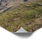 Saguaro Cactus en Catalina Mountains, Tucson AZ Poster (Hoek)