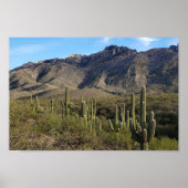 Saguaro Cactus en Catalina Mountains, Tucson AZ Poster (Voorkant)