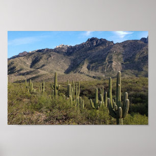 Saguaro Cactus en Catalina Mountains, Tucson AZ Poster