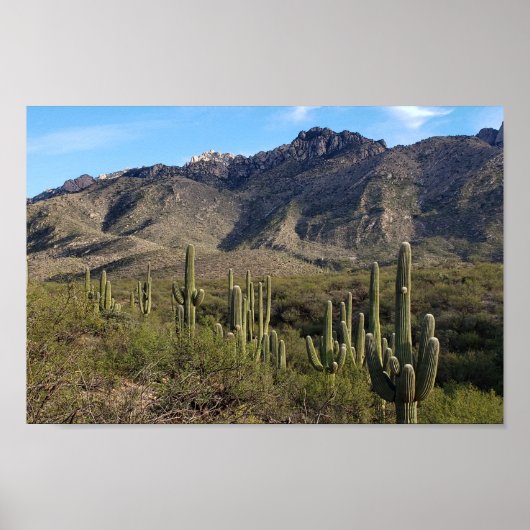 Saguaro Cactus en Catalina Mountains, Tucson AZ Poster (Voorkant)