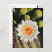 Saguaro Cactus Flower Briefkaart (Voorkant / Achterkant)