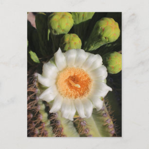 Saguaro Cactus Flower Briefkaart