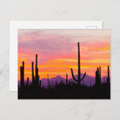 Saguaro Cactus Forest op Sunset Briefkaart (Voorkant / Achterkant)