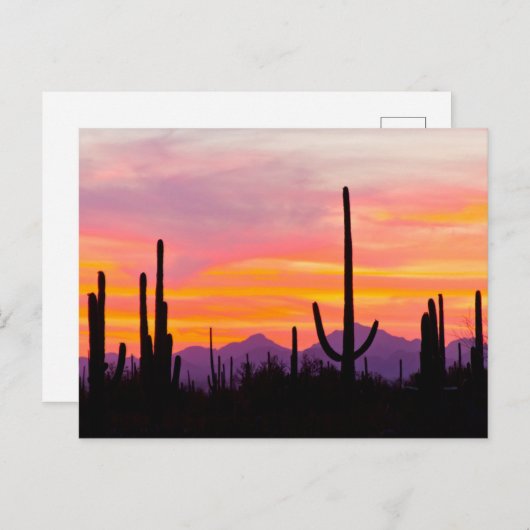 Saguaro Cactus Forest op Sunset Briefkaart (Voorkant / Achterkant)
