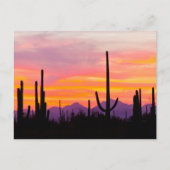 Saguaro Cactus Forest op Sunset Briefkaart (Voorkant)