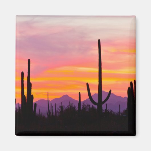 Saguaro Cactus Forest op Sunset Magneet (Voorkant)