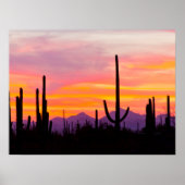 Saguaro Cactus Forest op Sunset Poster (Voorkant)