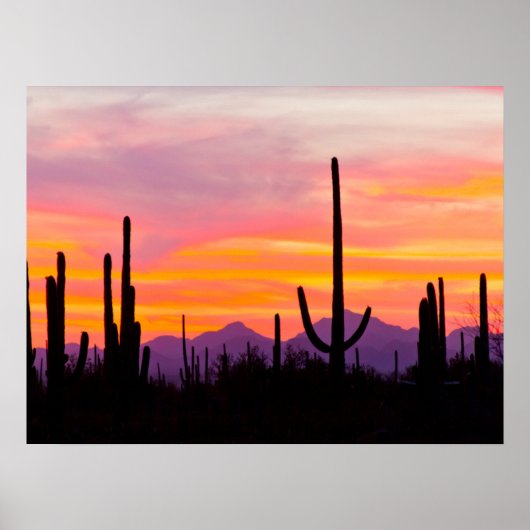 Saguaro Cactus Forest op Sunset Poster (Voorkant)