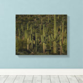 Saguaro Cactus Forest Sonoran Desert Arizona Canvas Afdruk (Insitu (Houten vloer))