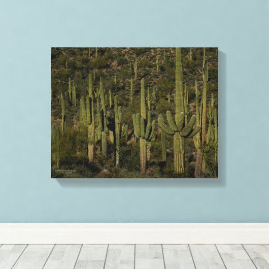 Saguaro Cactus Forest Sonoran Desert Arizona Canvas Afdruk (Insitu (Houten vloer))