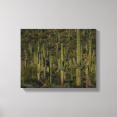 Saguaro Cactus Forest Sonoran Desert Arizona Canvas Afdruk (Voorkant)