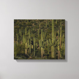 Saguaro Cactus Forest Sonoran Desert Arizona Canvas Afdruk