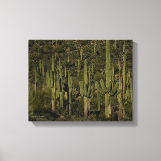 Saguaro Cactus Forest Sonoran Desert Arizona Canvas Afdruk (Voorkant)