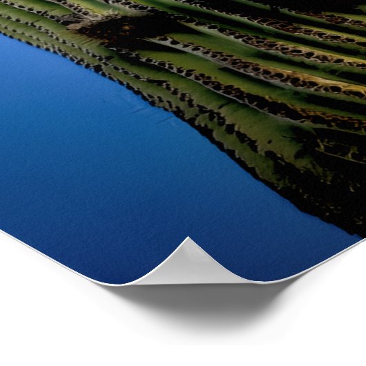 Saguaro Cactus High  Postcard Poster (Hoek)