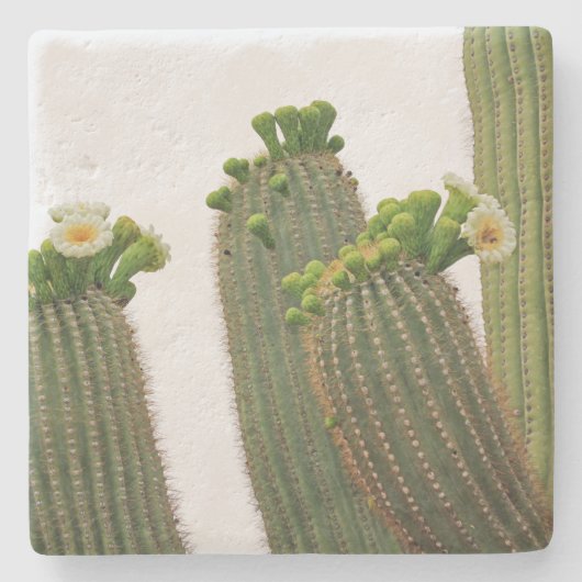 Saguaro Cactus in Arizona, onderzetter van vierkan (Voorkant)