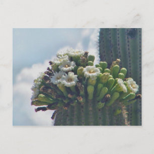Saguaro cactus in bloom briefkaart