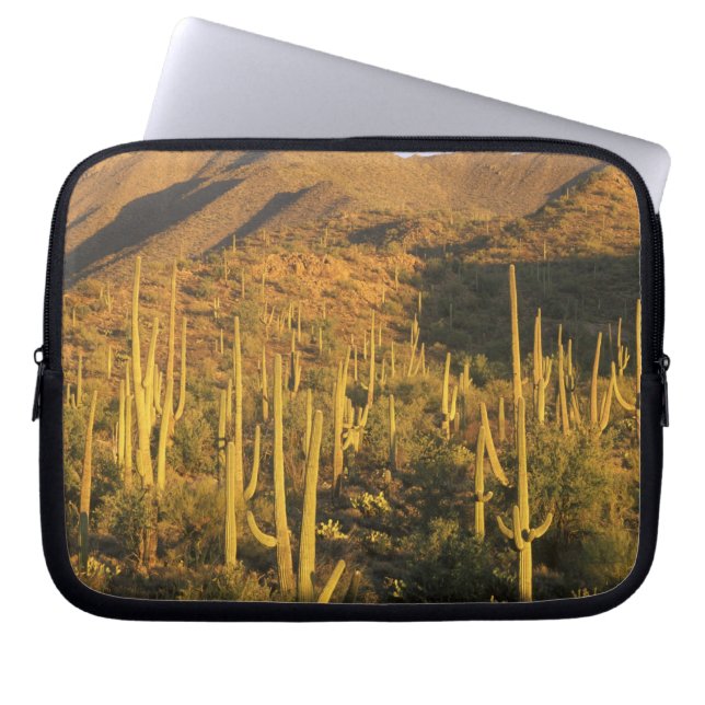 Saguaro cactus in het Nationaal Park Saguaro nabij Laptop Sleeve (Voorkant)