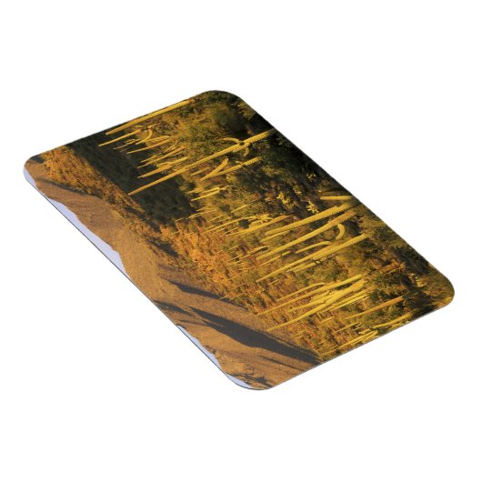 Saguaro cactus in het Nationaal Park Saguaro nabij Magneet (Rechterzijde)