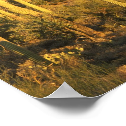 Saguaro cactus in het Nationaal Park Saguaro nabij Poster (Hoek)