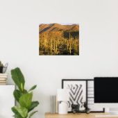 Saguaro cactus in het Nationaal Park Saguaro nabij Poster (Thuiskantoor)