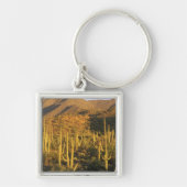 Saguaro cactus in het Nationaal Park Saguaro nabij Sleutelhanger (Voorkant)