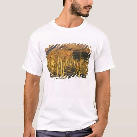 Saguaro cactus in het Nationaal Park Saguaro nabij T-shirt (Voorkant)