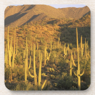 Saguaro-cactus in Saguaro National Park bij Bier Onderzetter