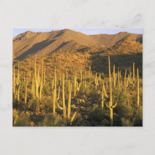 Saguaro-cactus in Saguaro National Park nabij Briefkaart
