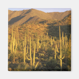 Saguaro cactus in Saguaro National Park nabij Magneet