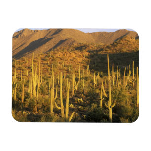Saguaro cactus in Saguaro National Park nabij Magneet