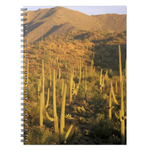 Saguaro cactus in Saguaro National Park nabij Notitieboek