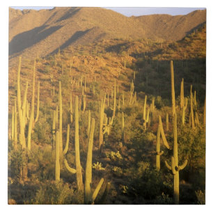 Saguaro-cactus in Saguaro National Park nabij Tegeltje