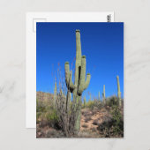 Saguaro Cactus nr. 1 Briefkaart (Voorkant / Achterkant)