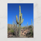 Saguaro Cactus nr. 1 Briefkaart (Voorkant)