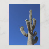 Saguaro Cactus nr. 4 Briefkaart (Voorkant)