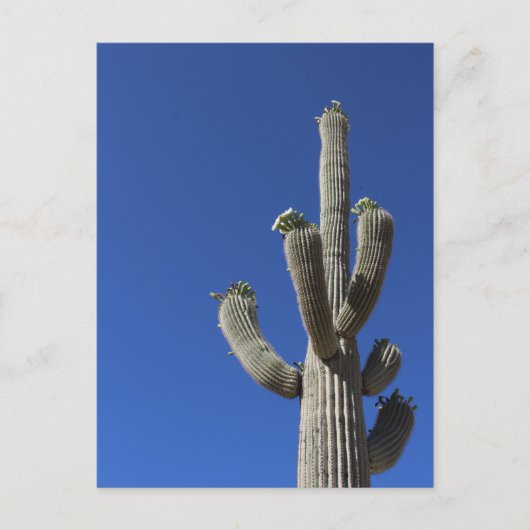 Saguaro Cactus nr. 4 Briefkaart (Voorkant)