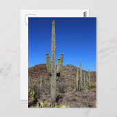 Saguaro Cactus nr. 9 Briefkaart (Voorkant / Achterkant)