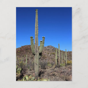 Saguaro Cactus nr. 9 Briefkaart