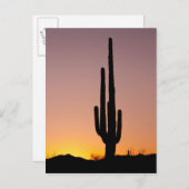 Saguaro Cactus op Sunset Briefkaart (Voorkant / Achterkant)