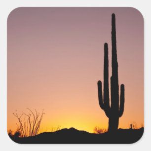 Saguaro Cactus op Sunset Vierkante Sticker