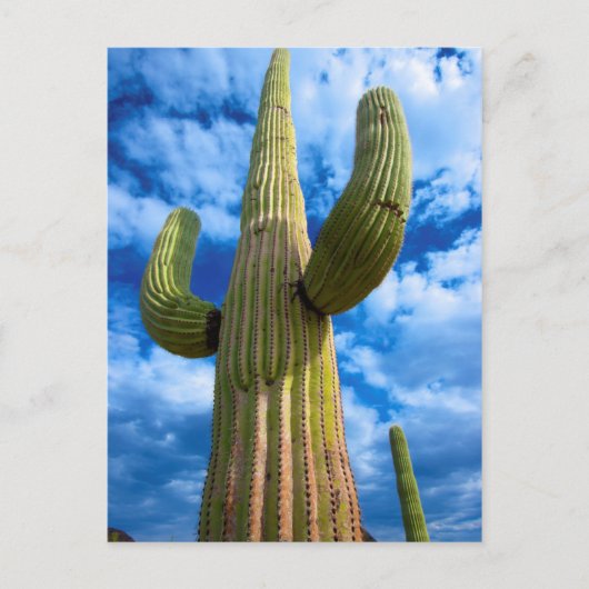 Saguaro cactus portret, Arizona Briefkaart (Voorkant)